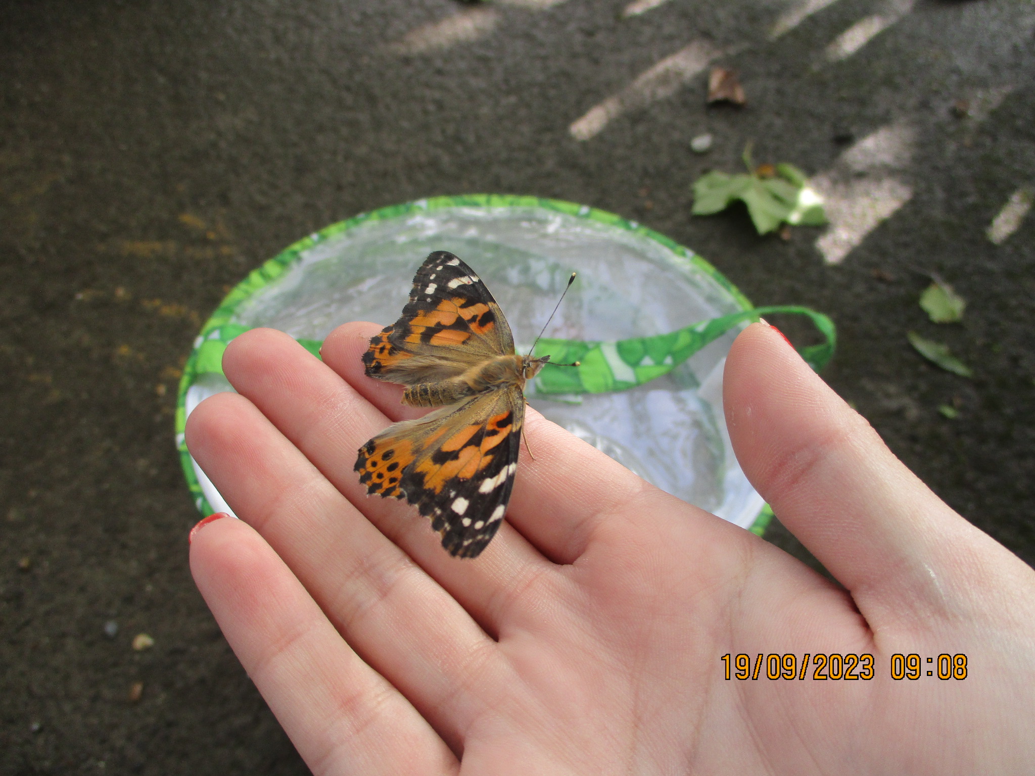 butterfly 2